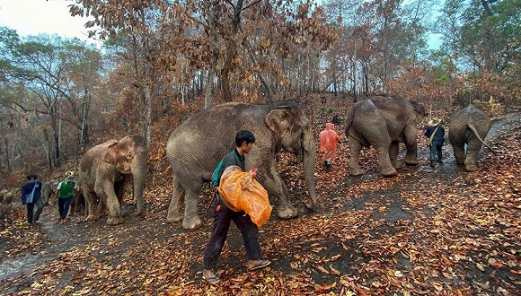 遊客幾個月沒來了，泰國大象徒步150公里回老家